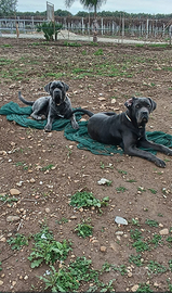 Cuccioli di cane corso