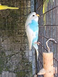 Cocorite
