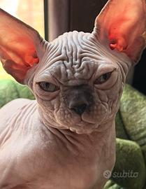 Sphynx