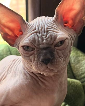 Sphynx