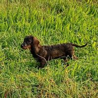Cucciolone bassotto