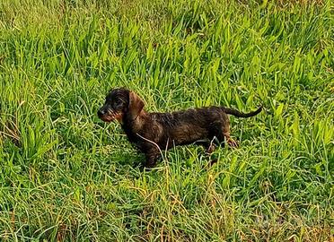 Cucciolone bassotto