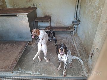 Setter Inglese