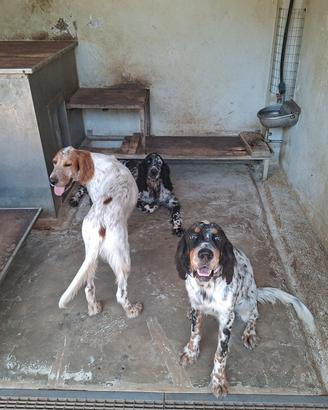 Setter Inglese