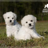Cuccioli di Barboncino Toy Bianco