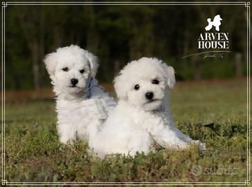 Cuccioli di Barboncino Toy Bianco