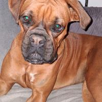 Cane Boxer femmina