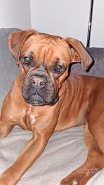 Cane Boxer femmina