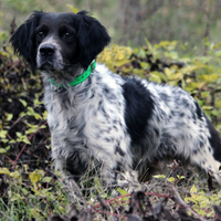 Epagneul Breton pronta caccia