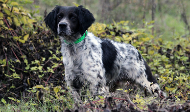 Epagneul Breton pronta caccia