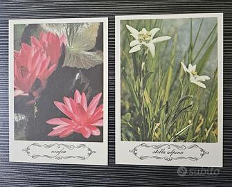 5 CARTOLINE VINTAGE CON IMMAGINI DI FIORI
