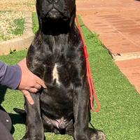 Cane corso