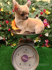 Chihuahua Femmina con pedigree