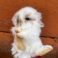 Coniglietti nani a pelo lungo