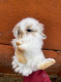 Coniglietti nani a pelo lungo