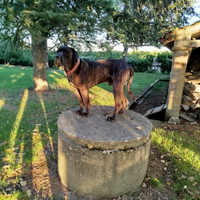 Cane corso con pedigree disponibile accoppiamento