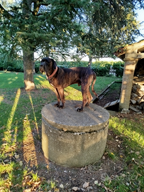 Cane corso con pedigree disponibile accoppiamento