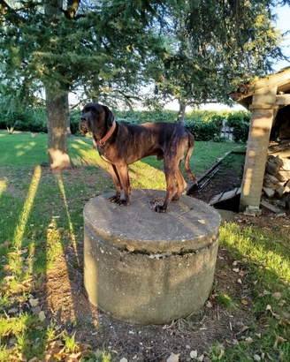 Cane corso con pedigree disponibile accoppiamento