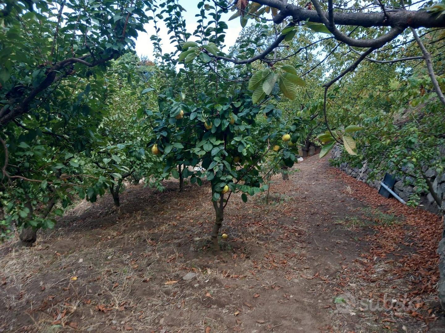 Terreno - Mascali - Vista 2