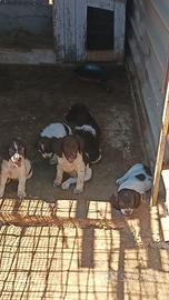 Springer spaniel