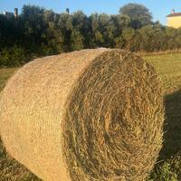 Erba medica e foraggio rotoballe o ballette