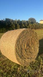 Erba medica e foraggio rotoballe o ballette