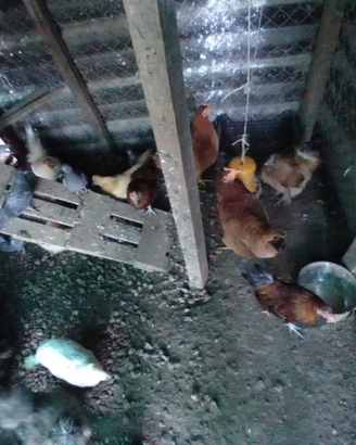 Galline