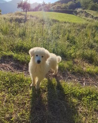 Cuccioli pastore Pirenei e maremmano