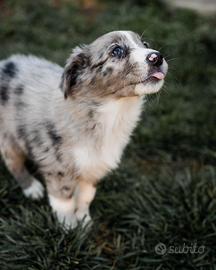 Cuccioli maschi merle