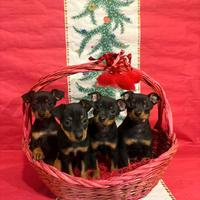Pinscher Nano cuccioli