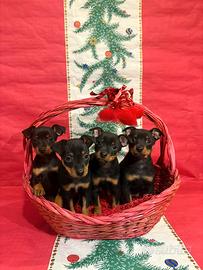 Pinscher Nano cuccioli