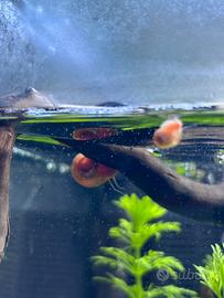 25 lumache per acquario