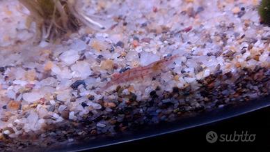 Caridine,Guppy ,piante