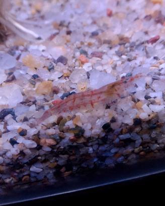 Caridine,Guppy ,piante