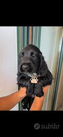 Disponibili cuccioli di cocker spaniel