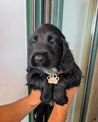Disponibili cuccioli di cocker spaniel