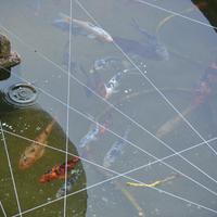 Carper Koi