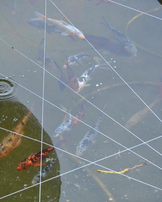 Carper Koi
