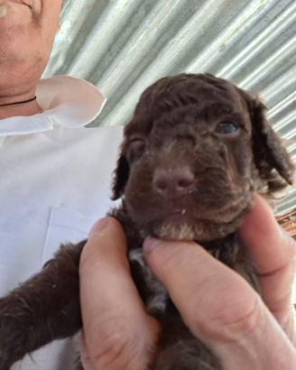 Cani da tartufo lagotto cuccioli