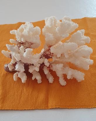 Decorazione marina corallo bianco autentico