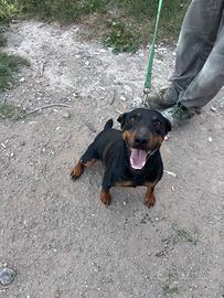 Jagd Terrier