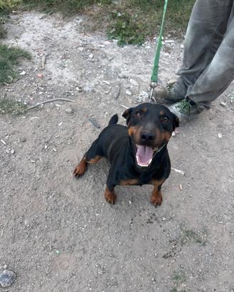 Jagd Terrier