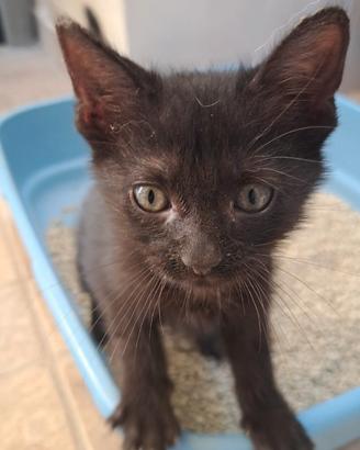 Zelda gattina nera