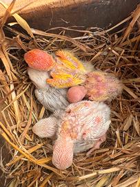 Pappagallini inseparabile Roseicollis