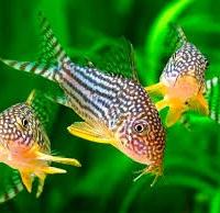 Corydoras sterbai
