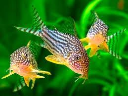 Corydoras sterbai