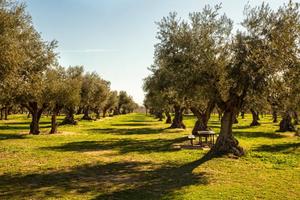 Oliveto con 530 olivi su 1,8 ettari NO Xylella
