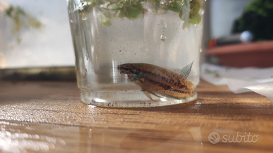 Betta imbellis