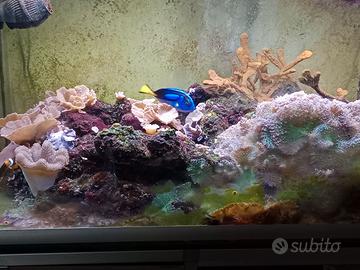 ACQUARIO MARINO
