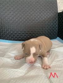 Cuccioli American Bully XL